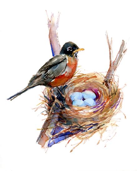 Robin with nest 2016