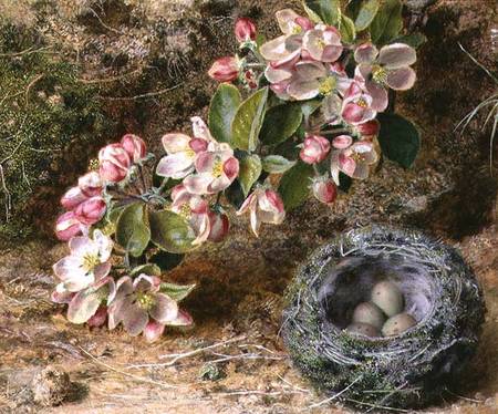 Blossom and Bird's nest von John Sherrin