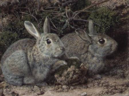 Rabbits von John Sherrin