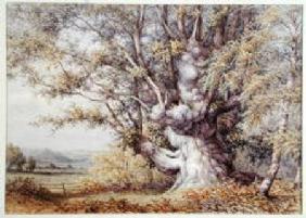Squirrels in an Ancient Oak Tree 1870  on