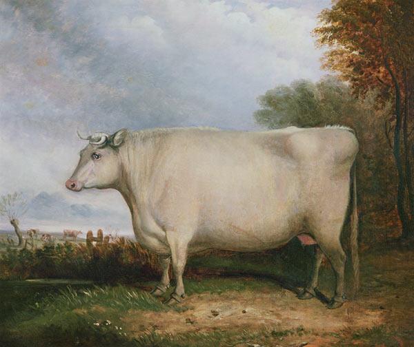 Portrait of a prize cow