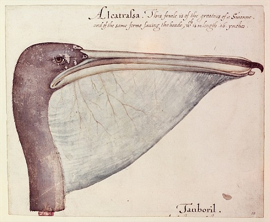Pelican, c.1590 von John White