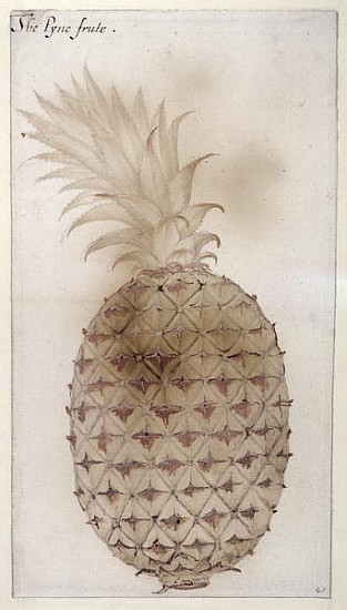 Pineapple, (pencil, w/c & bodycolour on paper) von John White