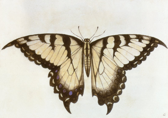Swallow-tail Butterfly von John White
