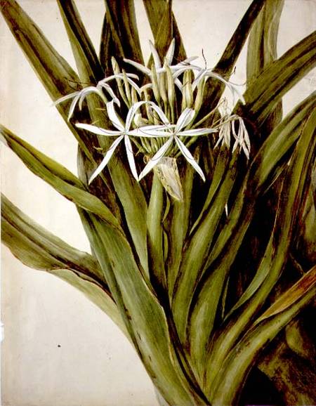 The Murray Lily, cirinum pedunculatum von John William Lewin