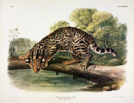 Felis Pardalis (Ocelot or Leopard-Cat), plate 86 from 'Quadrupeds of North America', engraved by Joh 1642