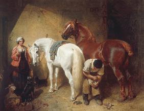 Shoeing Imaum 1856