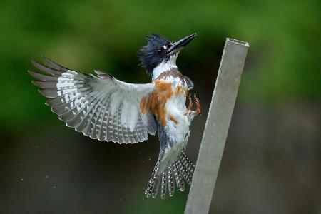 Anlandung des Eisvogels mit Gürtel