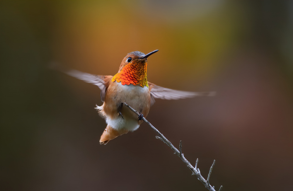 Kolibri von Johnson Huang