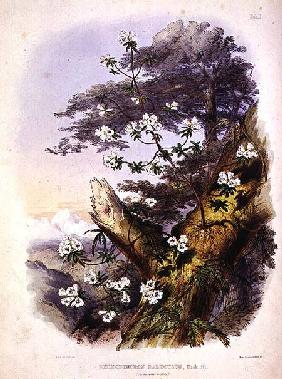 Rhododendron: Dalhousie, drawing from 'Rhododendrons of the Sikkim Himalaya', printed by Reeve Benha 1849-50