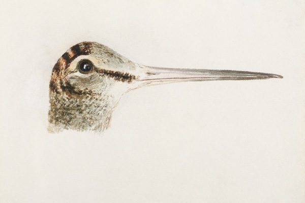 Woodcock, from The Farnley Book of Birds, c.1816 (pencil and w/c on paper) von William Turner