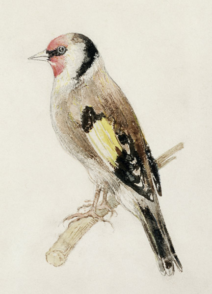 Goldfinch, from The Farnley Book of Birds, c.1816 (pencil and w/c on paper) von William Turner