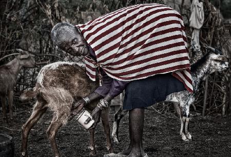 Frau vom Ilchamus-Stamm melkt eine Ziege - Kenia