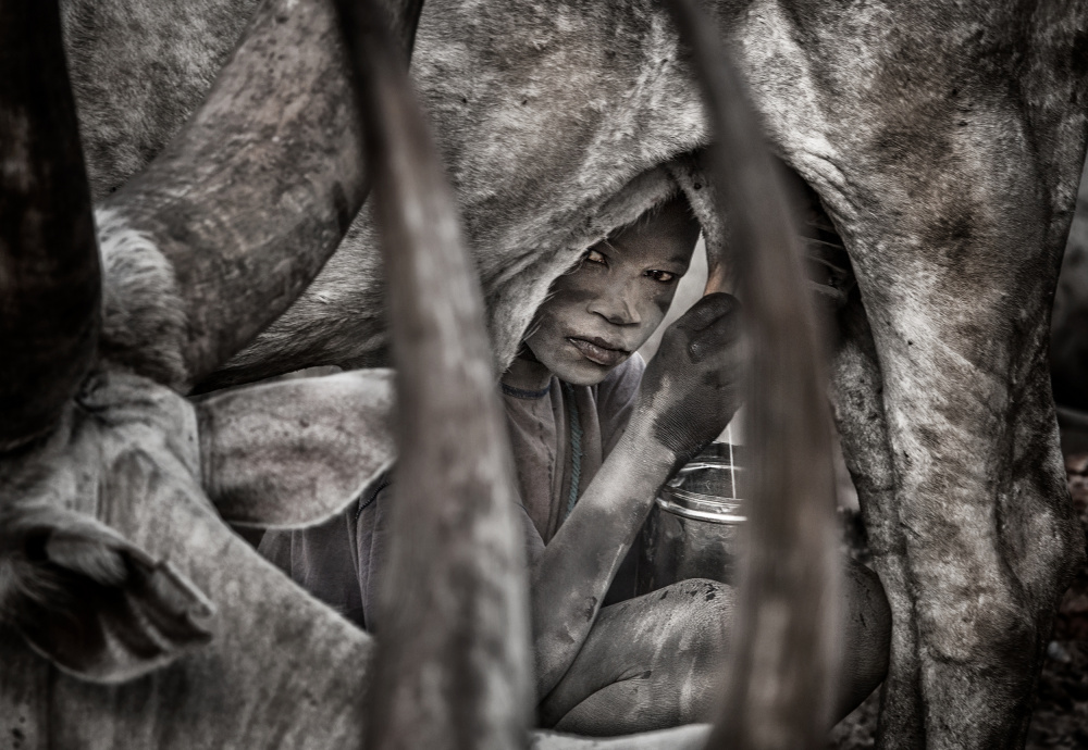 Mundari-Kind melkt eine Kuh-II – Südsudan von Joxe Inazio Kuesta Garmendia