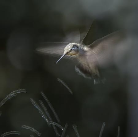 Kolibri-Tanz
