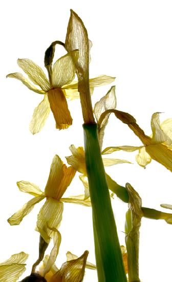 Daffodil Stand 2012