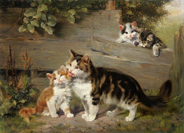 Katzenmutter mit drei Jungen