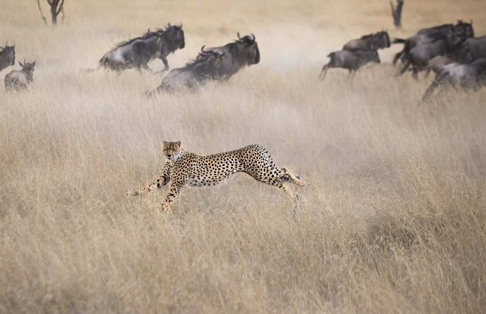 Cheetah Hunting von Jun Zuo