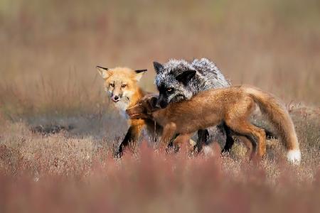Fox-Familie