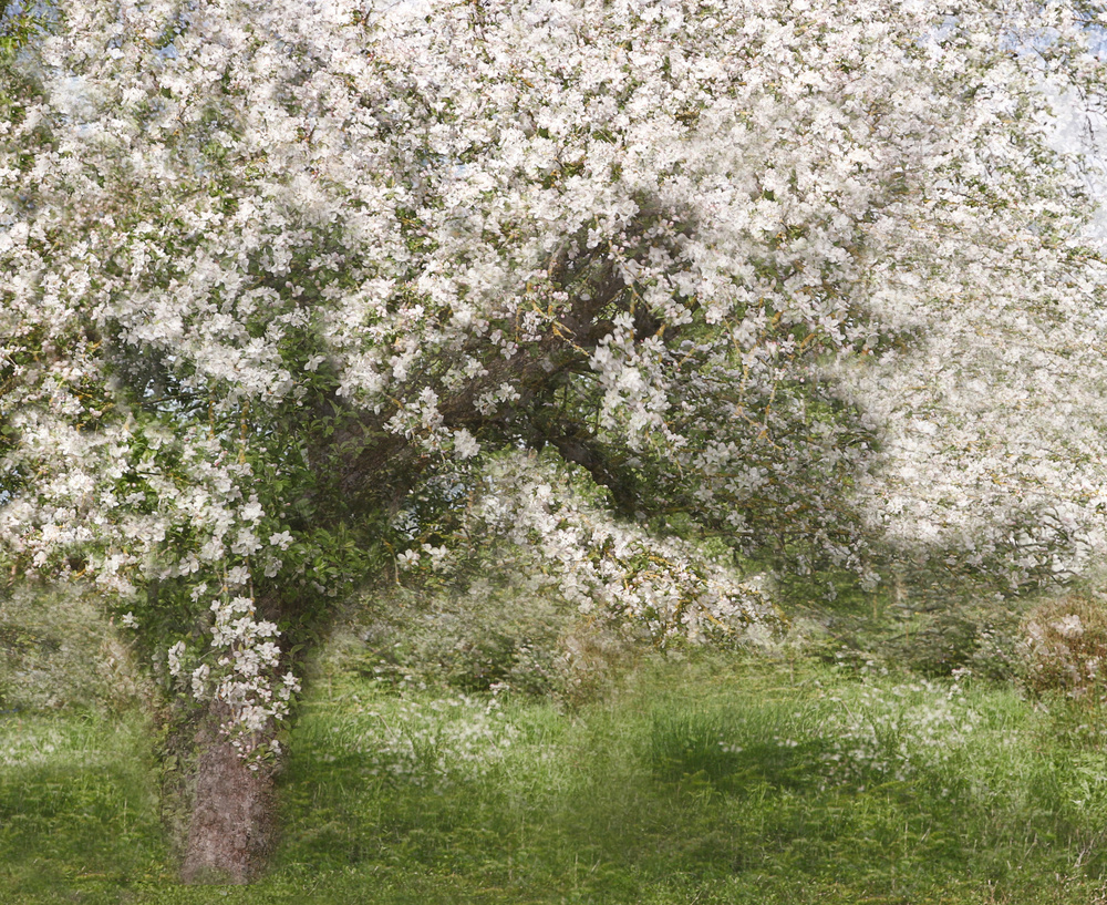 Apfelbaum von Jutta Kerber