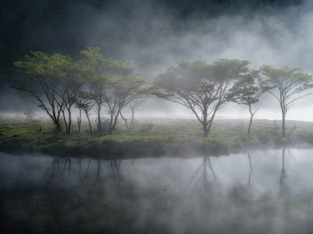 Bäume im Nebel von K_Tsunoda