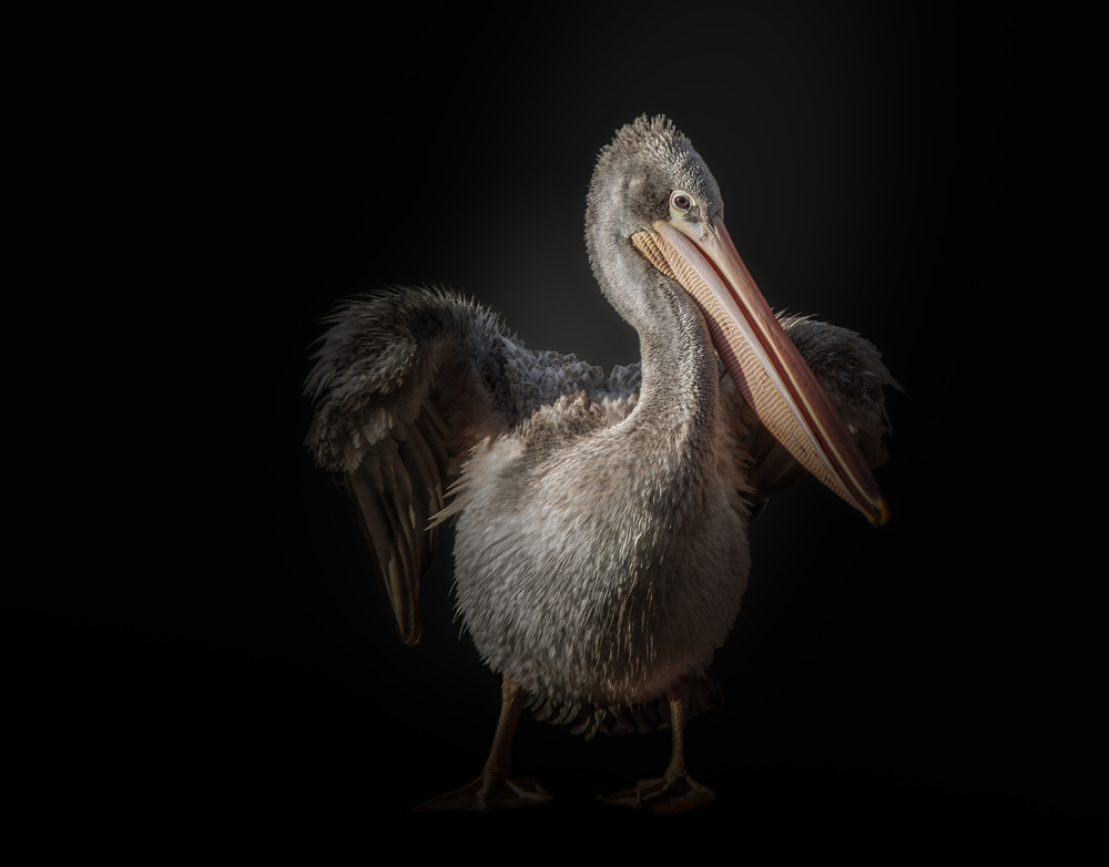 Pelikan von KaMerA