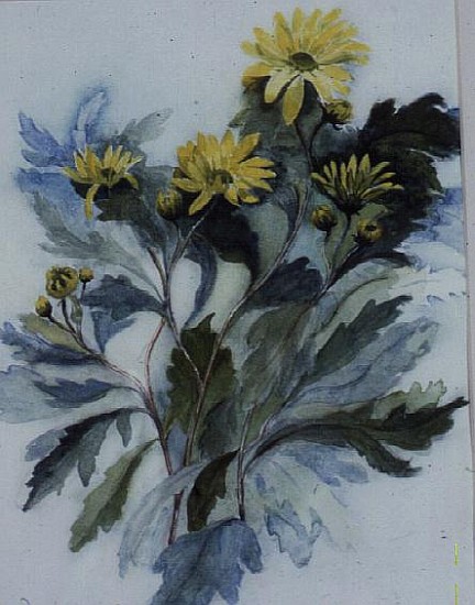 Chrysanthemum, Mary Stoker  von Karen  Armitage