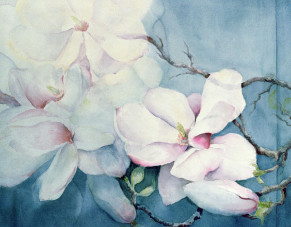 Magnolia Soulangeana (horizontal)  von Karen  Armitage