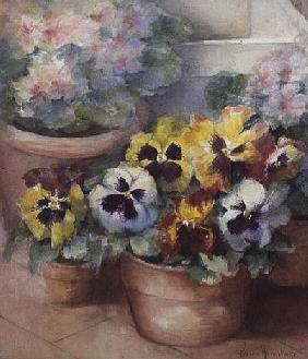 Pansies in a Conservatory 