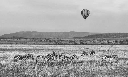 Tansanisches Zebra