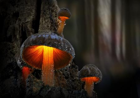 Schöne Pilze auf einem alten morschen Baum