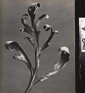 Silphium laciniatum, Kompasspflanze 1900-28