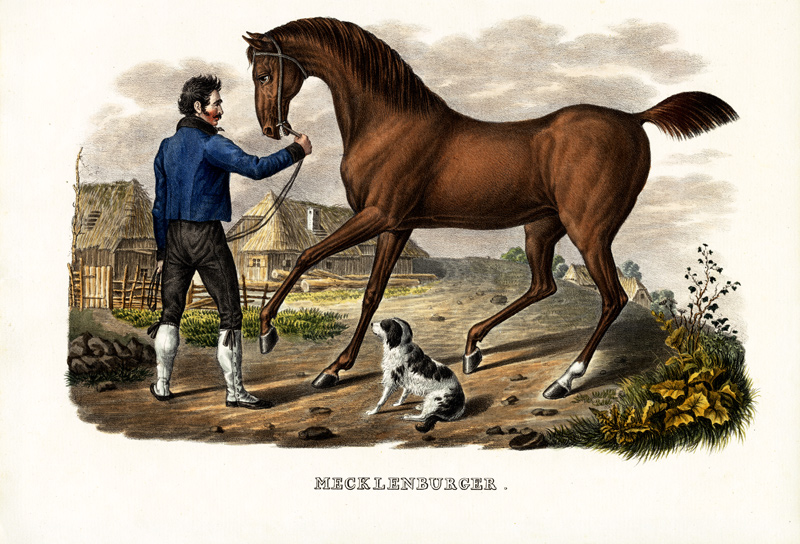 Mecklenburger Horse von Karl Joseph Brodtmann