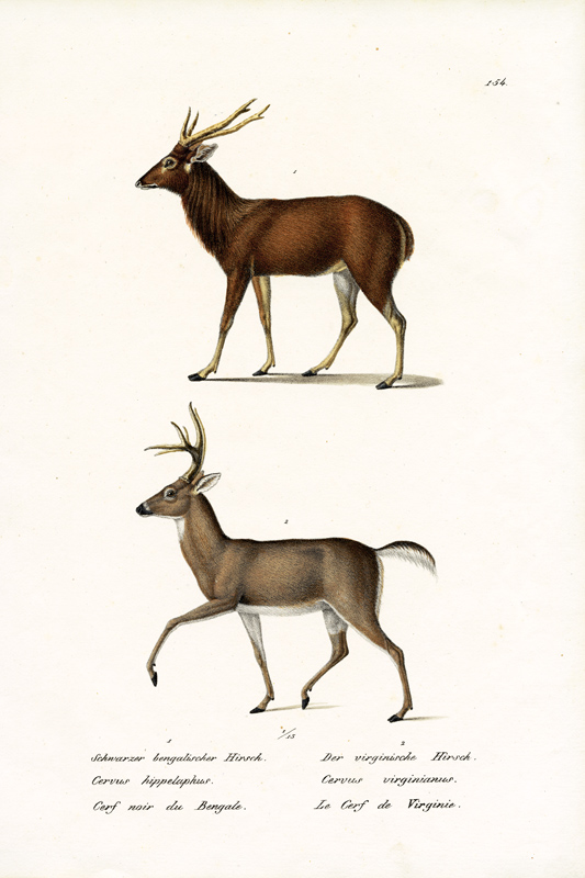 Red Deer von Karl Joseph Brodtmann