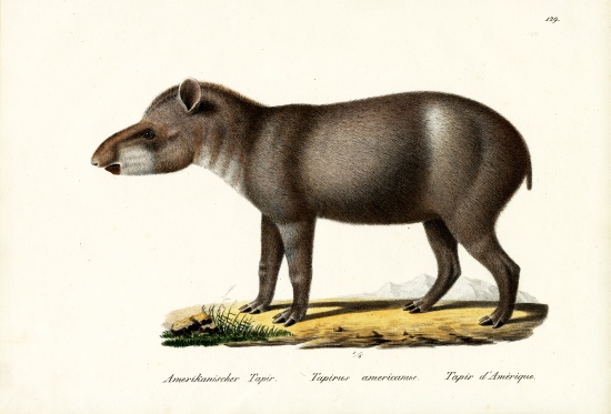 American Tapir von Karl Joseph Brodtmann