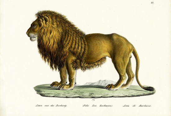 Barbary Lion von Karl Joseph Brodtmann