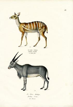 Bushbuck 1824