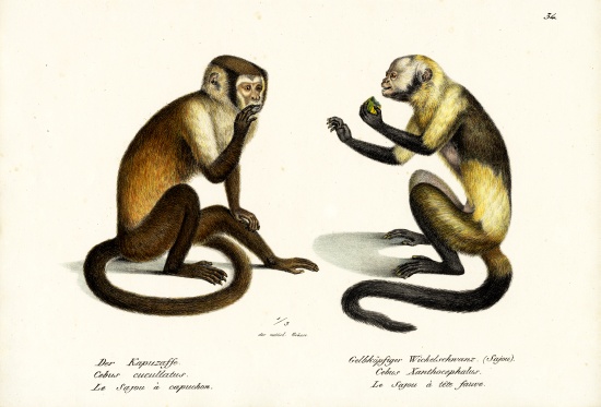 Capuchin Monkey von Karl Joseph Brodtmann