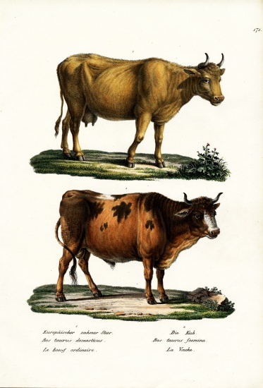 Cattle von Karl Joseph Brodtmann