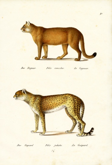 Cougar von Karl Joseph Brodtmann