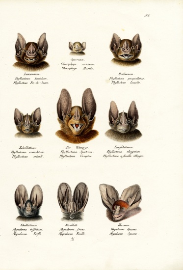 Different Kinds Of Bats von Karl Joseph Brodtmann
