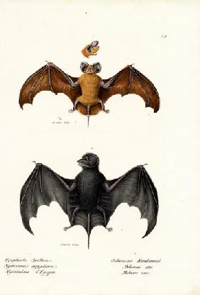 Egyptian Free-Tailed Bat 1824