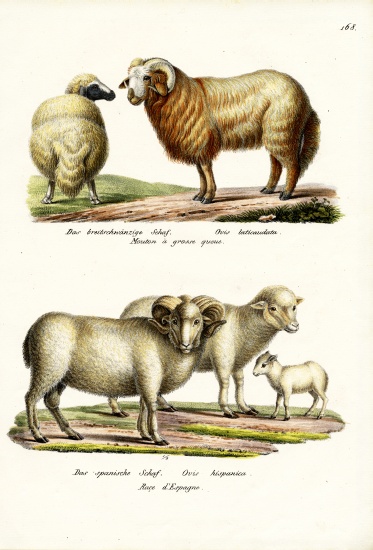 Fat-Tailed Sheep von Karl Joseph Brodtmann