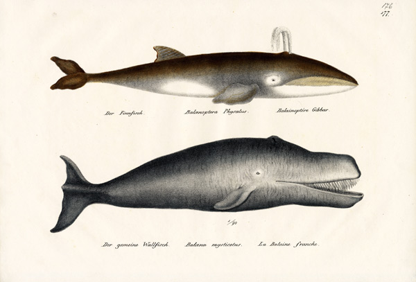 Fin Whale von Karl Joseph Brodtmann