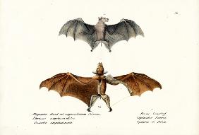 Flying Foxes 1824