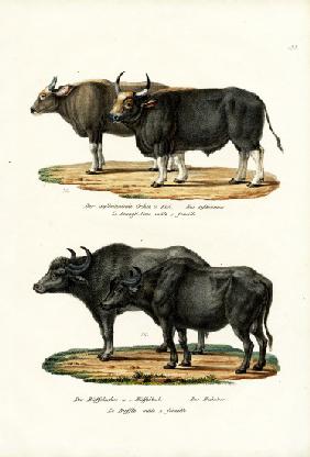 Gaur 1824