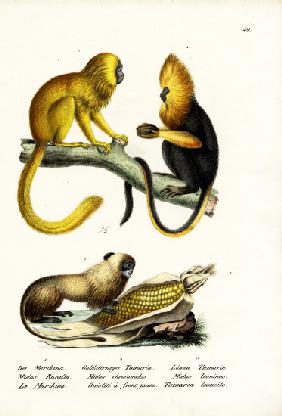 Golden Lion Tamarin 1824