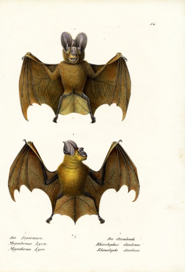 Greater False Vampire Bat von Karl Joseph Brodtmann