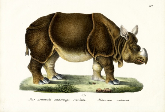 Greater Indian Rhinoceros von Karl Joseph Brodtmann