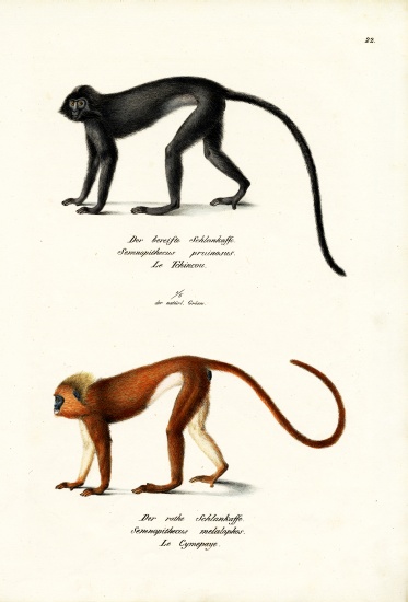 Hanuman Langur von Karl Joseph Brodtmann